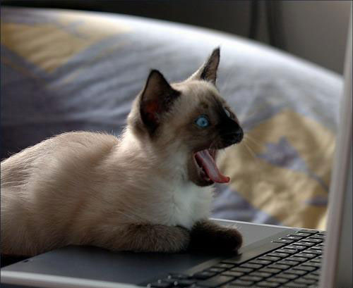 laughing cat computer